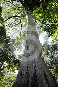 Sumauma Tree, typical amazon tree, located in Brazil