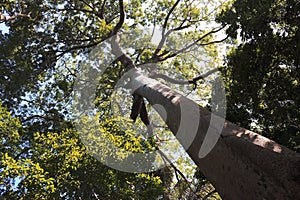 Sumauma Tree, typical amazon tree, located in Brazil