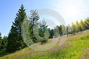 Sumava National Park. Meadow with spruce trees on Pancir mountain, Czech Republic.