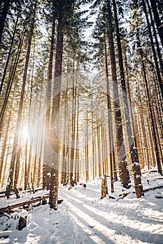 Sumava National Park in south bohemia in Czech reoublic