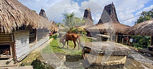 Sumba horse in prai ijing traditional village, sumba island, Indonesia