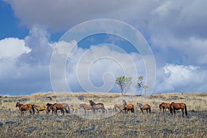 Sumba Horses, Indonesia