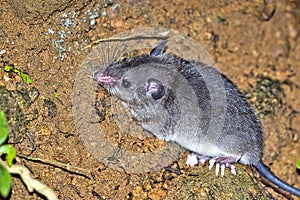 Sumichrast Vesper Rat, Corcovado National Park, Costa Rica