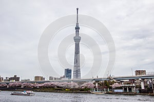 Sumida Park Sakura-matsuri Festival,Taito-ku,Tokyo,Japan on Apr7,2017:Tokyo Skytree with cherry trees along Sumida river in spring