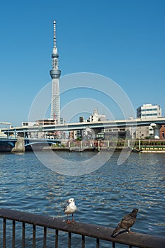 Sumida river and Tokyo Skytree photo