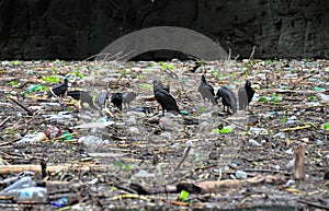 Sumidero Canyon vultures, Mexico photo