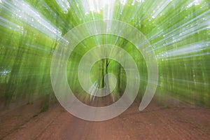 Summar forest on a bright sunny day. Abstract photo. Colorful textured background. long shutter speed