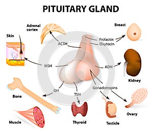 Summary hormones secreted from the pituitary gland