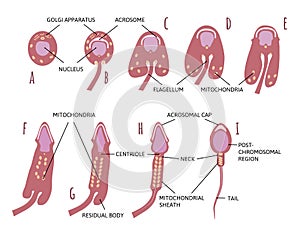 Summary of the major stages in spermiogenesis, from spermatid to spermatozoon. Main part are marked with lines. Anatomy ans