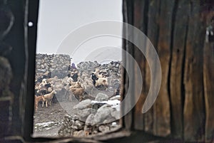 During the summer + 6 months women and children climb the Upper Shimshal 5600m to raise animals sheep, goats and yaks