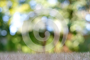 Summer abstract background with bokeh. Dry grass in the foreground and juicy greens and trees are blurred in the background.