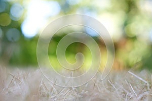 Summer abstract background with bokeh. Dry grass in the foreground and juicy greens and trees are blurred in the background.