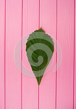 Summer abstract background mockup green chestnut tree leaf isolated close up