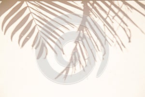 Summer abstract background of shadow exotic palm leaves on a white wall.