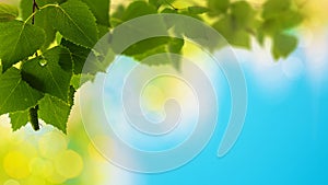 Summer abstract natural backgrounds