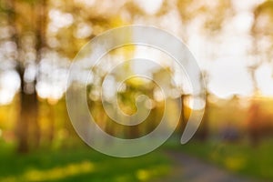 Summer abstract nature blurred outdoor background. High trees in parkland in bokeh sparkles with beautiful sunset light photo