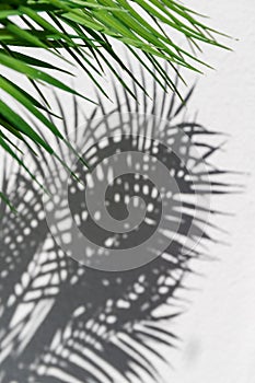 Summer abstract  photography of palm leaf and shadow of it over white wall photo