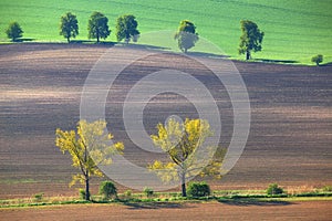 Summer agricultural background