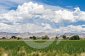 Summer agricultural field in western Colorado