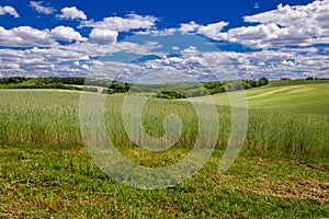 summer agricultural landscape. A hilly cereal field under a blue cloudy sky with stems in the foreground