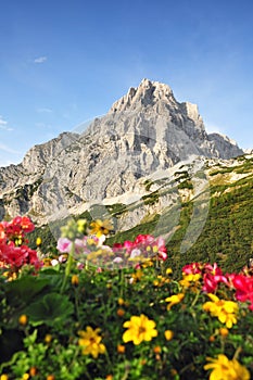 Summer alp mountains