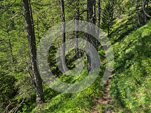 Summer Alpine forest with old larch trees and trail path