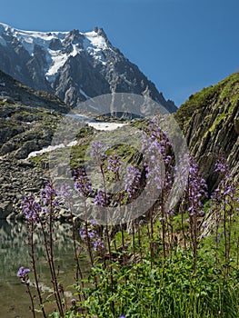 Summer Alpine landscape with sharp peaks, lake and flowers