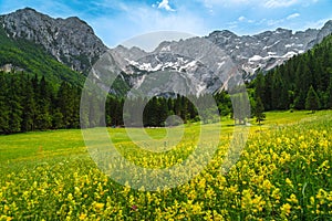 Summer alpine scenery with flowery glade and mountains, Slovenia