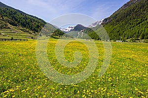 Summer in the Alps. Blooming alpine meadow and lush green woodland set amid high altitude mountain range.