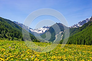 Summer in the Alps. Blooming alpine meadow and lush green woodland set amid high altitude mountain range.