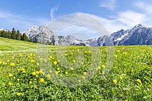 Summer alps landscape with flower meadows and mountain range in background. Photo taked near Walderalm, Austria, Gnadenwald, Tyrol photo