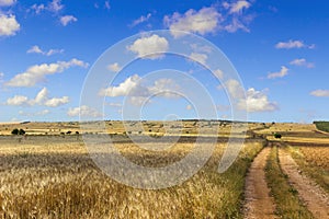 SUMMER.Alta Murgia Nationa Park: field of wheat. - (Apulia) ITALY-