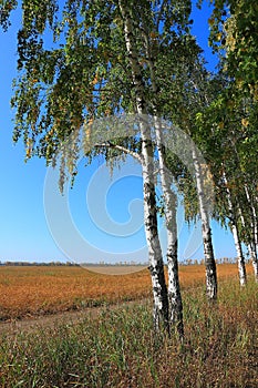 Summer in the Altai forest