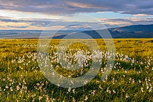 Summer in the Arctic. Cotton-grass in the tundra.