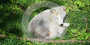 In summer Arctic fox also known as the white, polar or snow fox