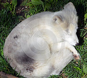 In summer Arctic fox also known as the white, polar or snow fox
