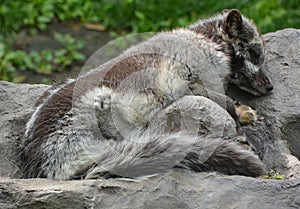 In summer Arctic fox also known as the white, polar or snow fox