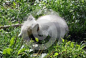 In summer Arctic fox also known as the white, polar or snow fox