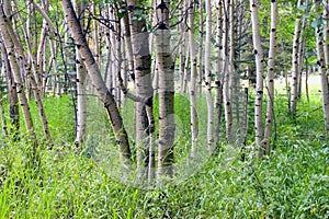 Summer Aspen Stand