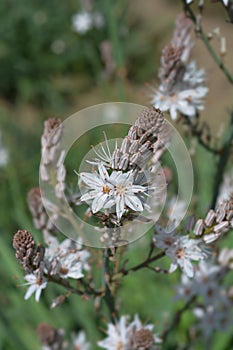 Summer Asphodel