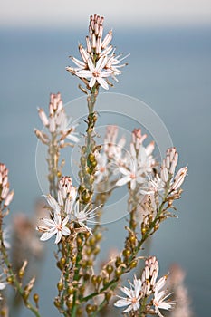 Summer Asphodel photo