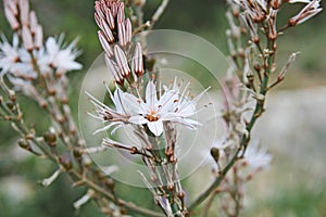 Summer asphodel flower