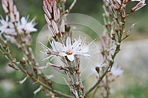 Summer asphodel flower photo