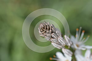 Summer Asphodel photo