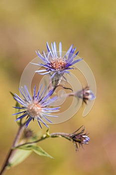 Summer Aster in August