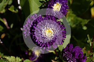 Summer aster Callistephus chinensis