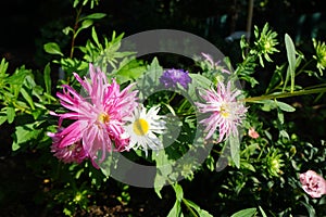 The summer aster Callistephus chinensis or garden aster of the genus Callistephus in the sunflower family Asteraceae. Germany