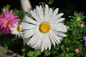 The summer aster Callistephus chinensis or garden aster of the genus Callistephus in the sunflower family Asteraceae. Germany