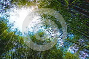 Summer atmosphere in bamboo forest