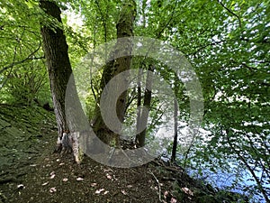 Summer atmosphere in the Old Rhine Nature Park, Lustenau - Vorfruehlings Stimmung im Naturpark Alter Rhein